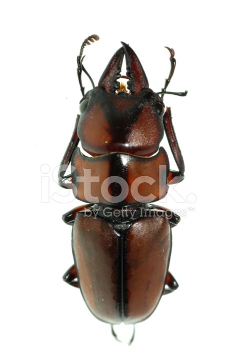 Insect Stag Beetle Stock Photo Royalty Free FreeImages