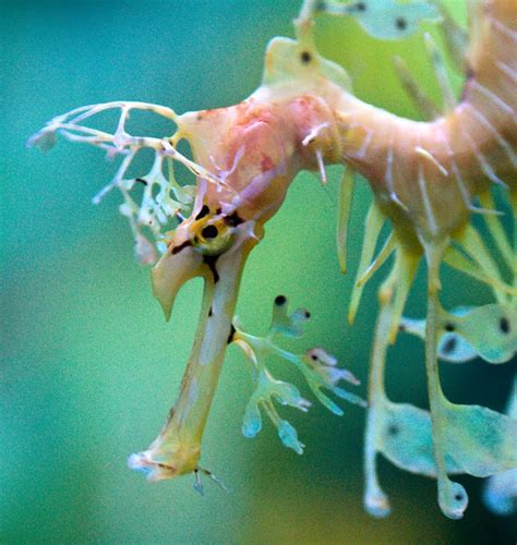 A. Ngeow: Leafy Sea Dragon