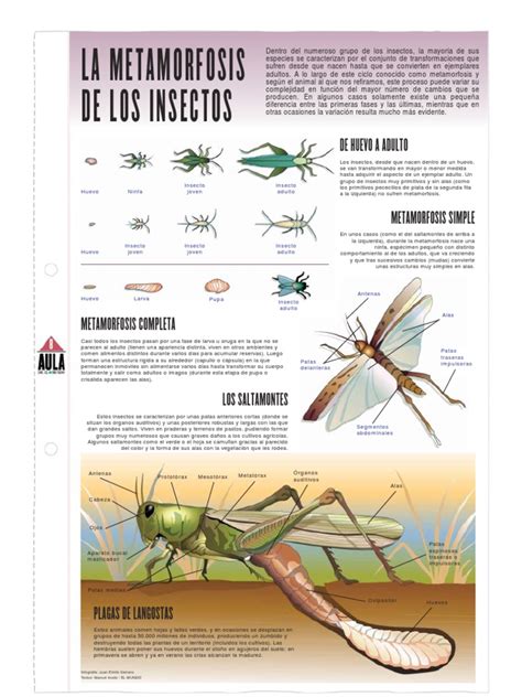 La Metamorfosis De Los Insectos Pdf Crisálida Insectos