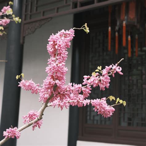 Chinese Redbud Flowers On Branch Stock Photo At Vecteezy