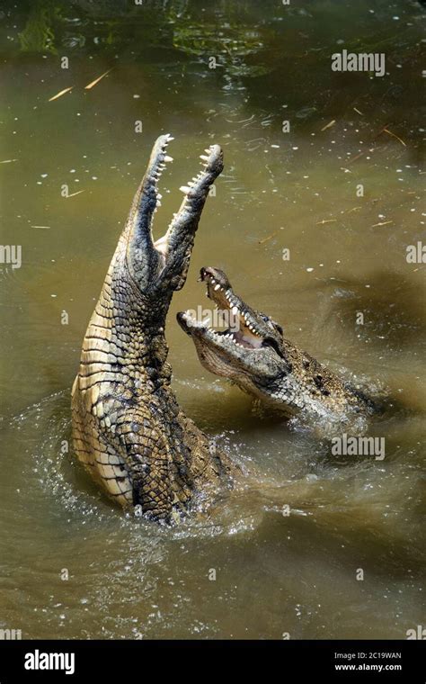 Cocodrilo Del Nilo Crocodylus Niloticus Safari Fotograf As E Im Genes