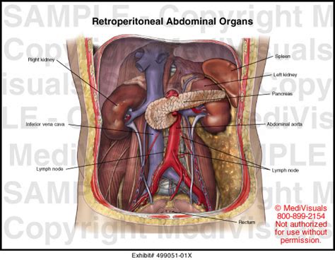 Retroperitoneal Organs