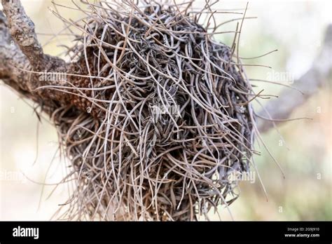 Photograph Of A Dead Banksia Flower And Plant Due To Bushfires In