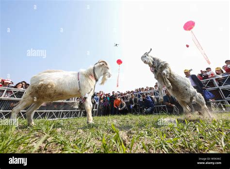 Two Goats Fight In A Goat Fighting Competition In Dagong Town Haian