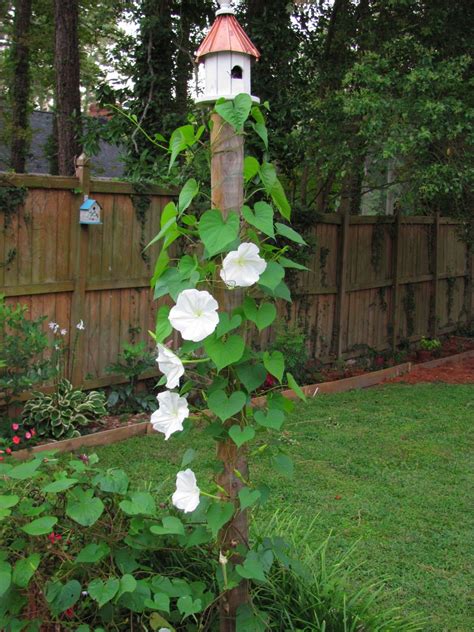 Moon Flower Vine G4rden Plant