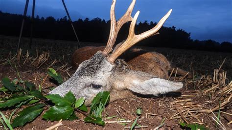 ROEBUCK HUNTING 12 NEXT ROEBUCK DOWN W Beneda Hunting YouTube