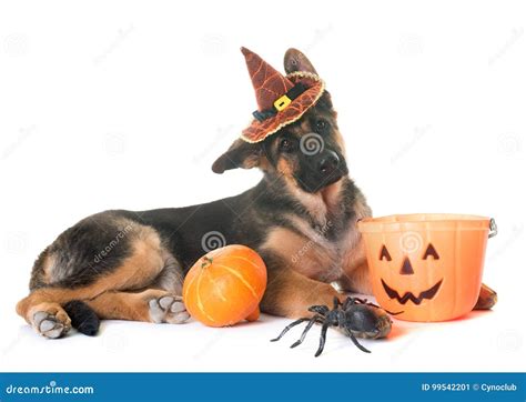 Puppy German Shepherd and Halloween Stock Image - Image of shepherd ...