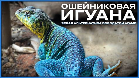 Ошейниковая игуана. Лучше бородатой агамы? Содержание и уход - YouTube