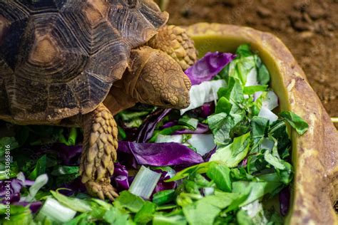 Tortuga Gigante Comiendo Lechuga En Un Aquario Con Un Precioso