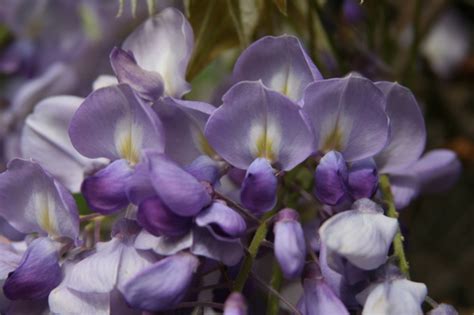 wisterias (Genus Wisteria) · iNaturalist