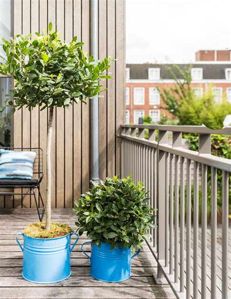 Best trees to grow in pots: top choices to add height to your garden ...