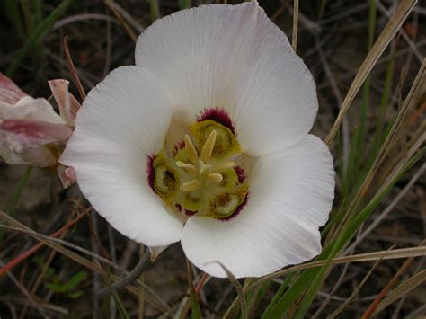 State Flower Coloring Book: Utah State Flower: Sego Lily