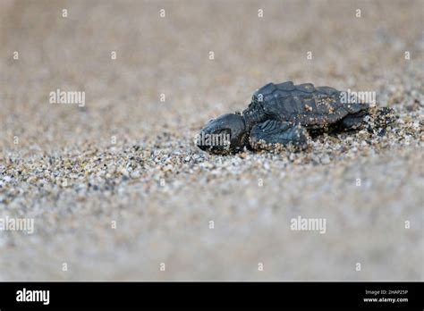 Unechte Karettschildkroete, Caretta, caretta, Loggerhead sea turtle ...