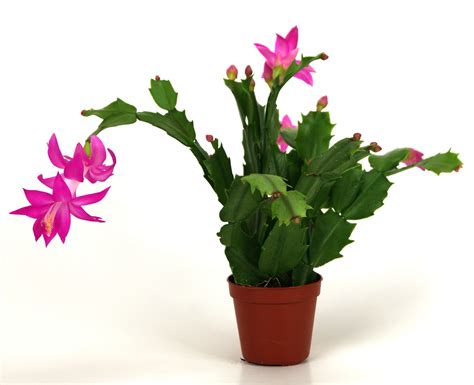 Christmas Cactus Drawing at PaintingValley.com | Explore collection of Christmas Cactus Drawing