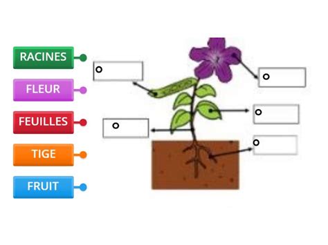 schéma des parties d'une fleur pour enfants - Observer