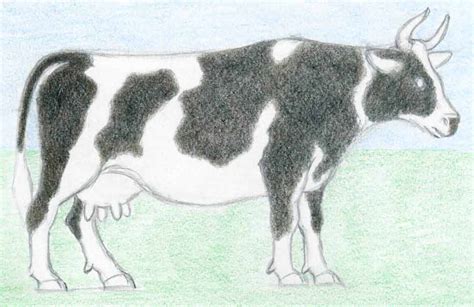 Dairy Cow Drawing At Getdrawings Free Download