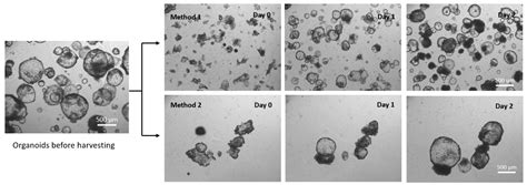 Vitrogel® Organoid Recovery Solution Thewell Bioscience