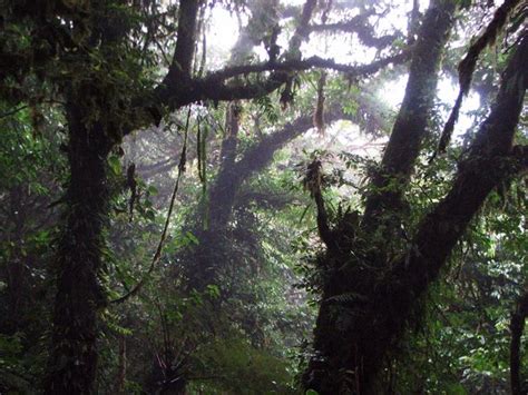 Bird Watching Tour Monteverde Costa Rica