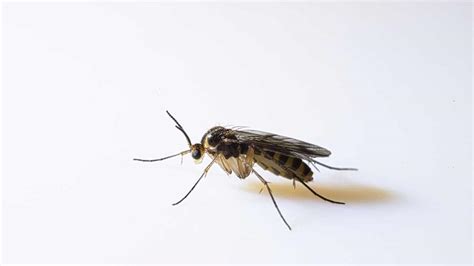 Gnat Entry Points - 5 Ways Gnats Get Into Homes - Pest Pit