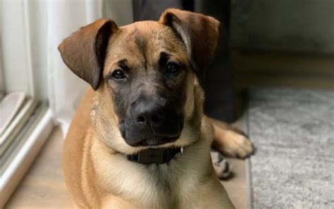 Labrador Retriever Mix With German Shepherd Puppies