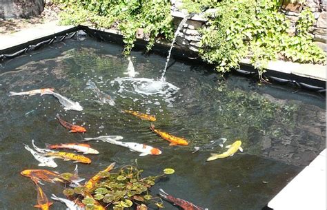 koi fish pond design ideas : Biological Science Picture Directory ...