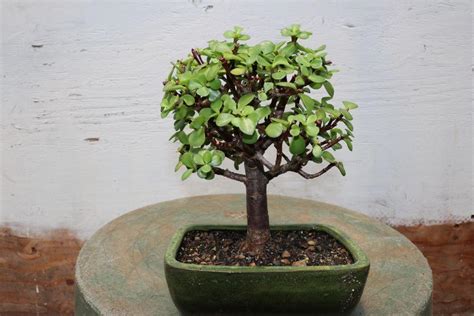 30 Year Old Baby Jade Cascade Specimen Bonsai Tree