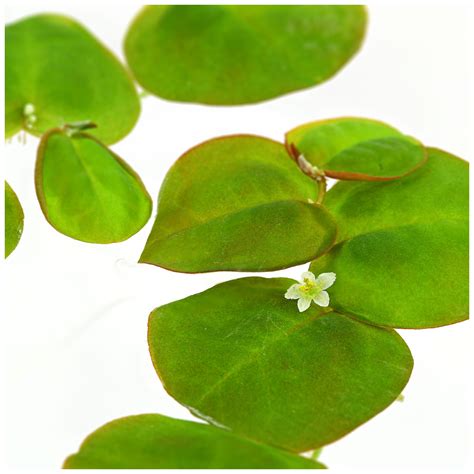 Phyllanthus fluitans | Aquasabi - Aquascaping Shop