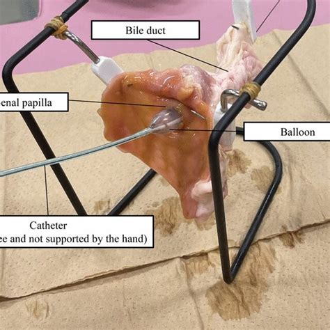 Photographs Of The Ex Vivo Experimental Setting Freshly Resected