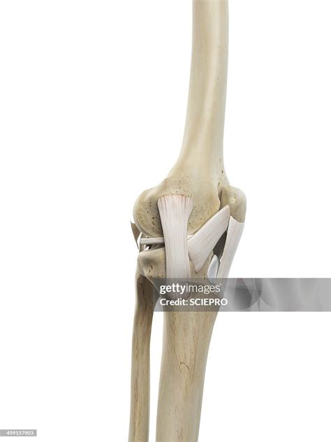 Human Knee Ligaments Artwork High-Res Vector Graphic - Getty Images