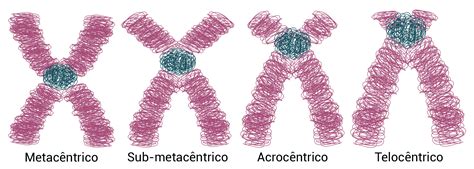 A Estrutura Representada Pelo Número 3 Apresenta Quantos Cromossomos