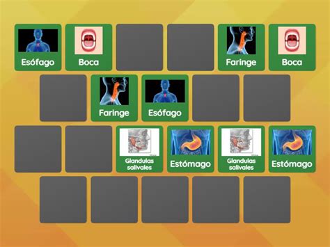 Organos Del Sistema Digestivo Matching Pairs