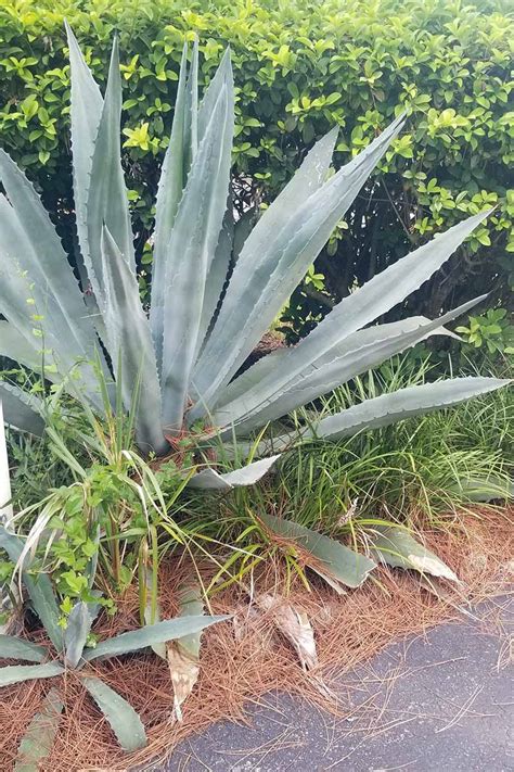 How To Grow And Care For Agave Gardener S Path Gardenerpath