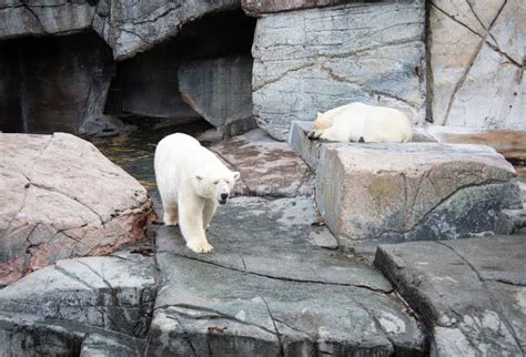 A Polar Bear in the Outdoor Area in Copenhagen Zoo. Editorial Photo ...