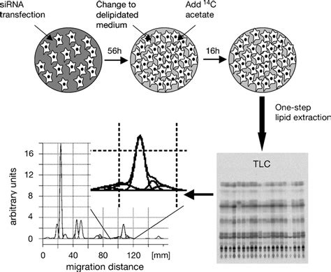 Schematic Representation Of The Method HeLa Cells Were Transfected