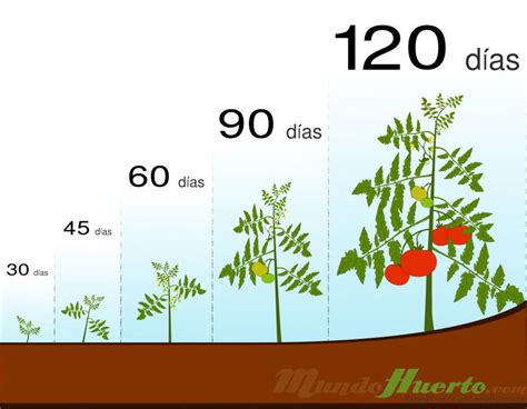 Cuál es el tiempo de vida de una planta de tomate Duración y