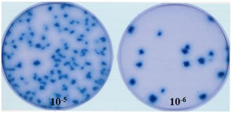 Vaccines Free Full Text Efficacy Of Fowlpox Virus Vector Vaccine