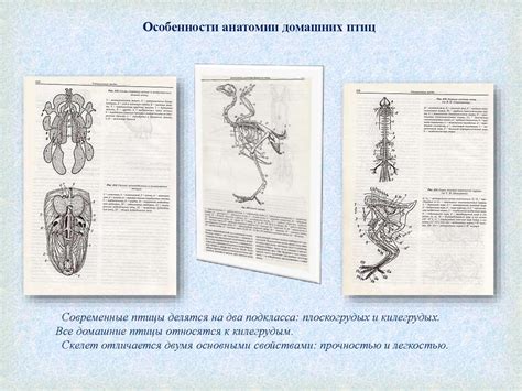 Виртуальная выставка. А.И. Акаевский «Анатомия домашних животных ...
