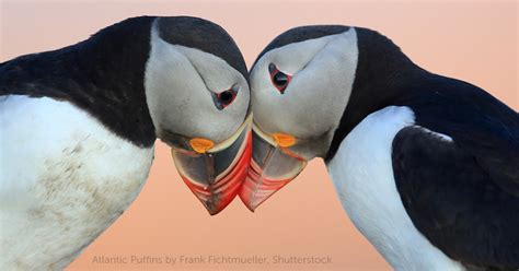 Atlantic Puffin American Bird Conservancy