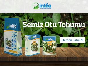 Semiz Otu Yetiştiriciliği