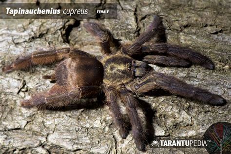 Tapinauchenius Cupreus Violet Tree Spider Arachnids Poisonous