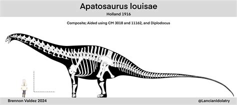 Apatosaurus Louisae Skeletal Reconstruction By Tyrannoraptoran On