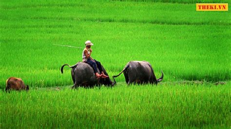 Miêu Tả Cảnh Chăn Trâu Trên Cánh đồng Quê Thekivn