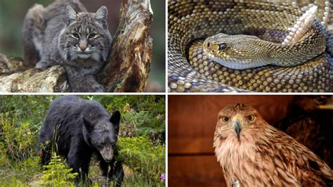 Cuáles son las animales endémicos de Nuevo León MVS Noticias