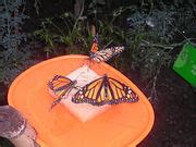 Category Lepidoptera In The Butterfly House Of Jardim Nico De