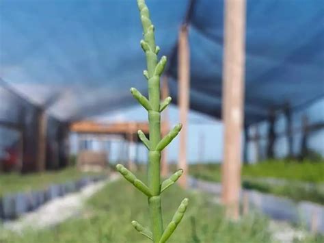 Truque Caseiro Sal Pode Fazer Suas Plantas Crescerem A Jato