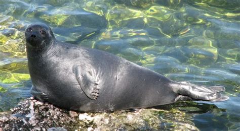 Baikal Seal The Animal Facts Appearance Diet Habitat Behavior