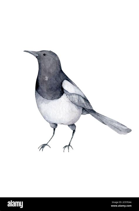 Magpie Cartoon Hand Drawn Watercolor Realistic Illustration Isolated On