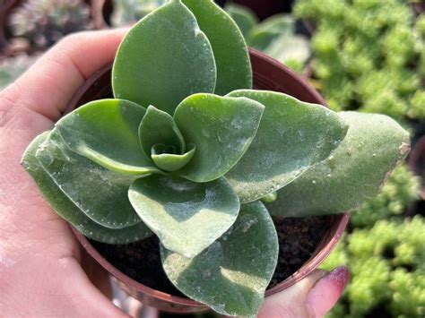 Crassula Lactea Pote Suculindas Da Ioi