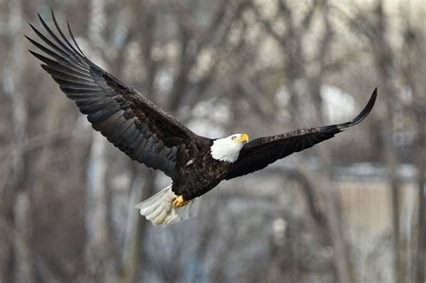 Us Bald Eagles Have Lead Poisoning