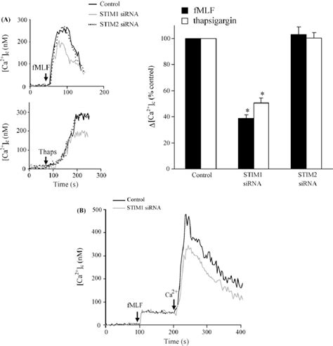 STIM1 But Not STIM2 Knock Down Inhibits Ca 2 Influx But Not Ca 2